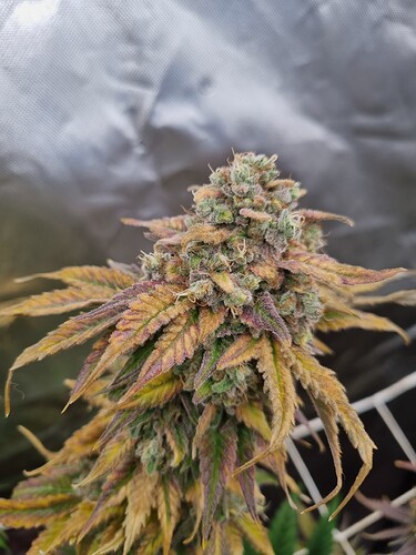 Growreport Bild 35