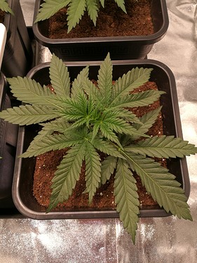Growreport Bild 4