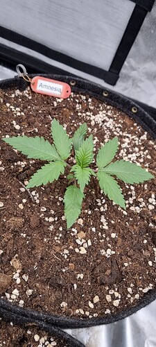 Growreport Bild 8