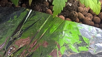 Growreport Bild 8