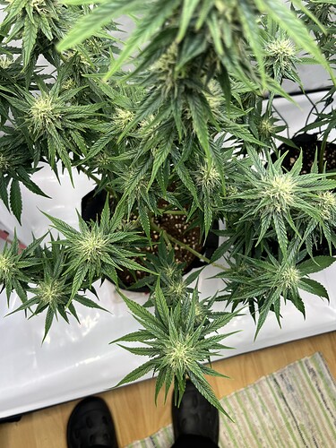 Growreport Bild 38