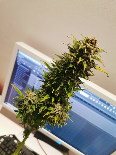 Growreport Bild 1