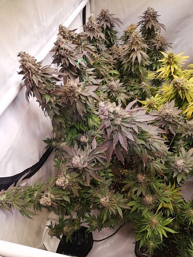 Growreport Bild 3