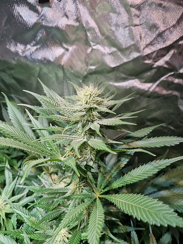 Growreport Bild 25