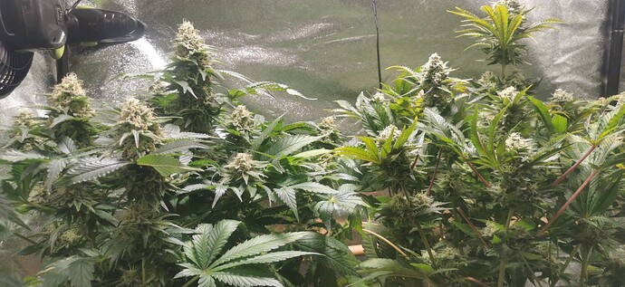 Growreport Bild 26