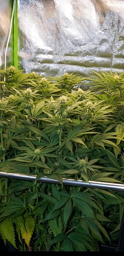 Growreport Bild 6