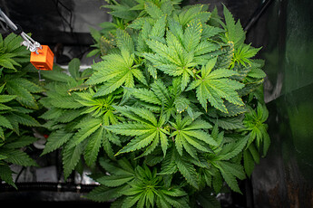Growreport Bild 31