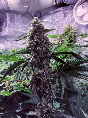Growreport Bild 2