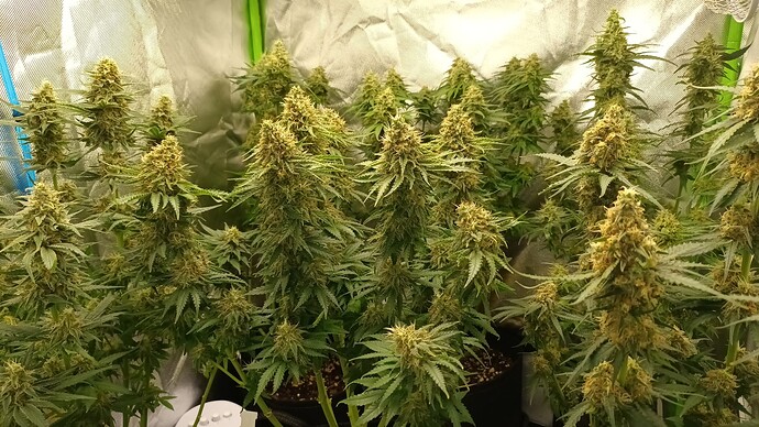 Growreport Bild 21
