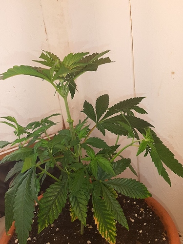 Growreport Bild 4