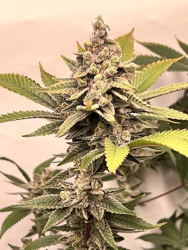 Growreport Bild 5
