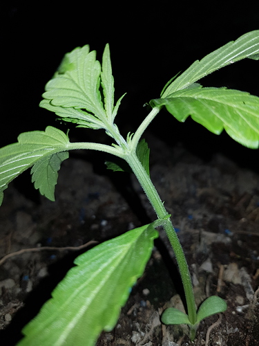 Growreport Bild 1