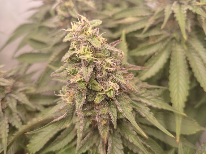 Growreport Bild 9