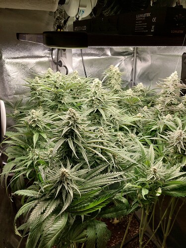 Growreport Bild 4