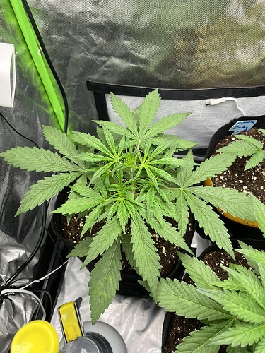 Growreport Bild 1