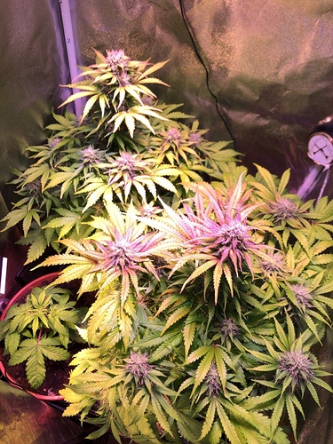Growreport Bild 1