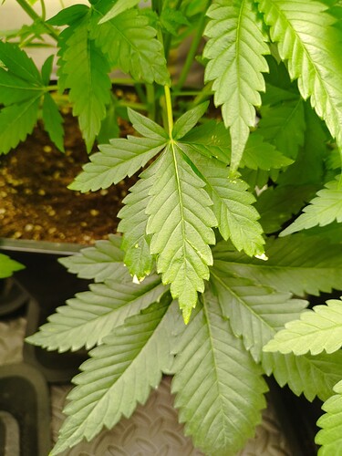 Growreport Bild 3