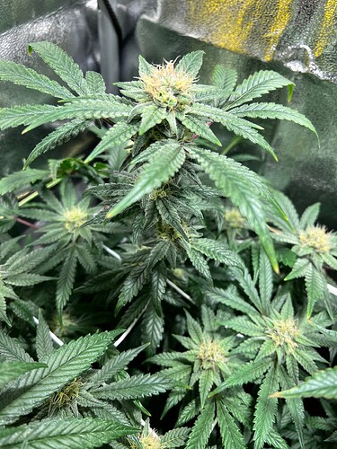 Growreport Bild 15