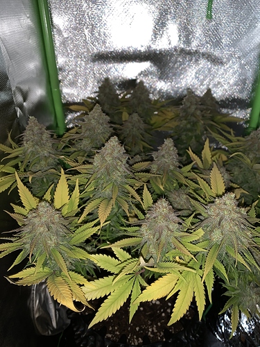 Growreport Bild 2