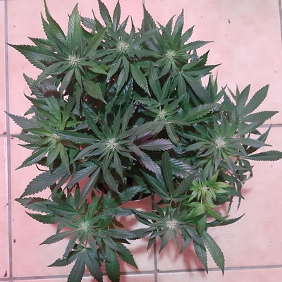 Growreport Bild 14