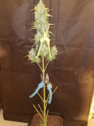 Growreport Bild 5