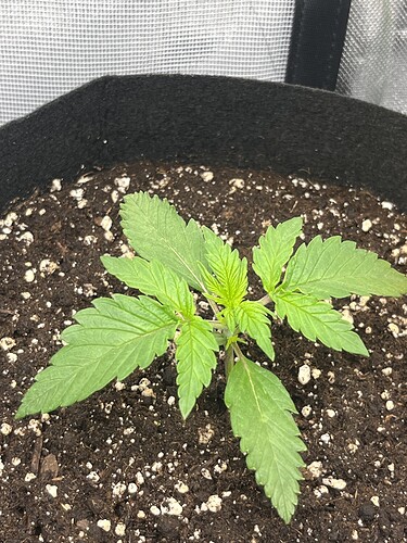 Growreport Bild 45