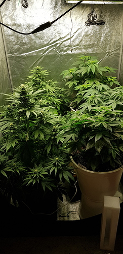 Growreport Bild 10