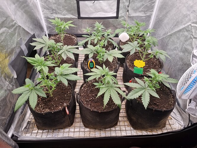 Growreport Bild 37