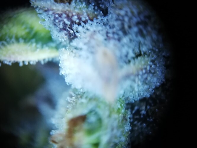 GG#1_240119-5