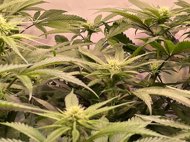 Growreport Bild 4