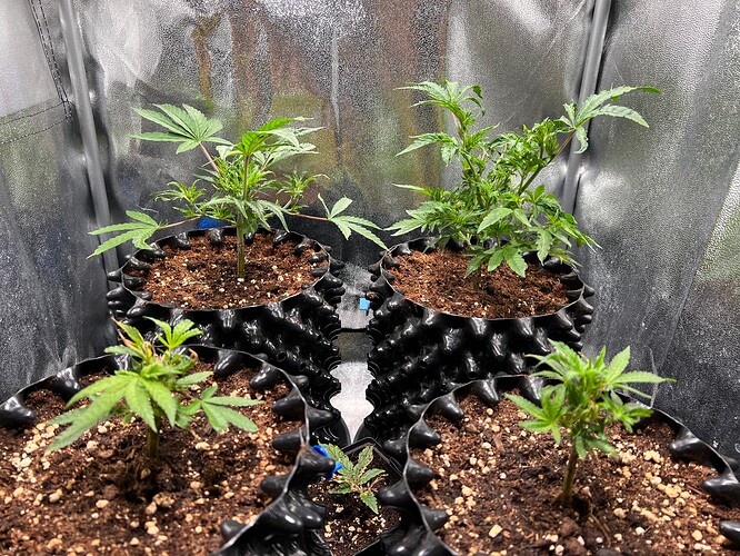 Growreport Bild 3