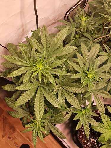 Growreport Bild 9