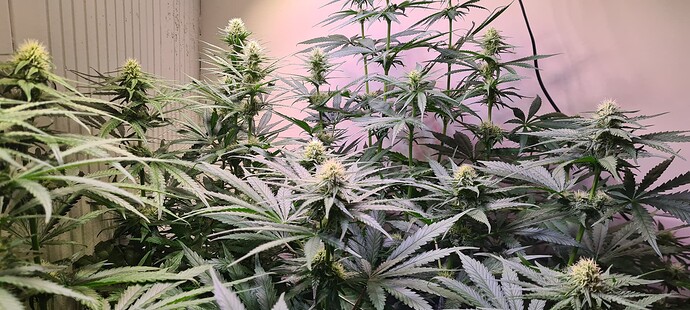 Growreport Bild 8