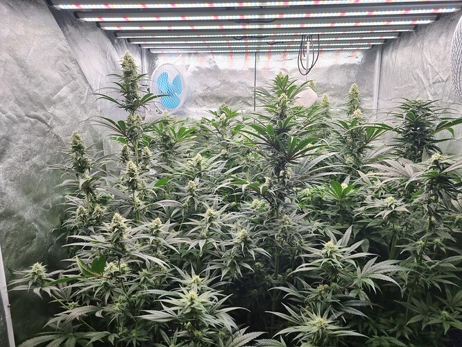 Growreport Bild 32