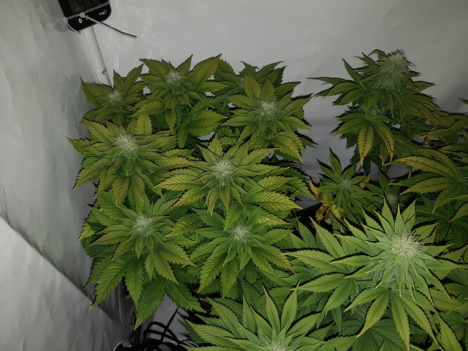 Growreport Bild 10