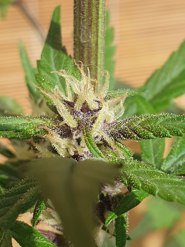 Growreport Bild 4