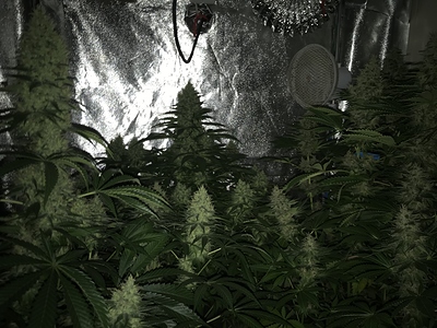 Growreport Bild 4