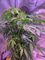 Growreport Bild 26