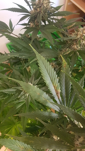 Growreport Bild 18