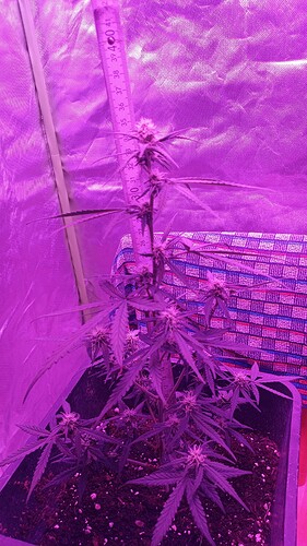 Growreport Bild 1