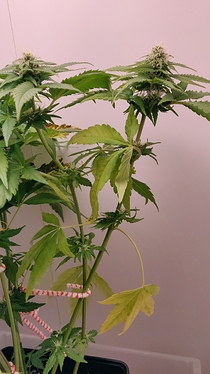 Growreport Bild 12