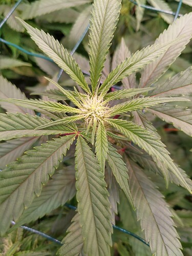 Growreport Bild 1