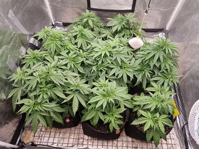 Growreport Bild 6