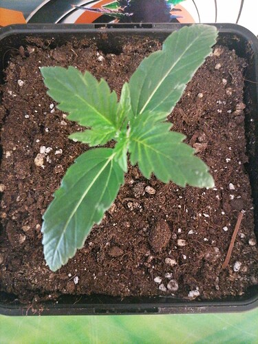 Growreport Bild 58