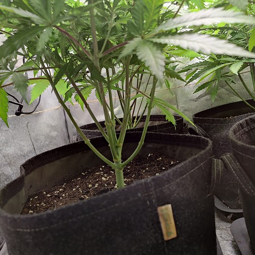Growreport Bild 4