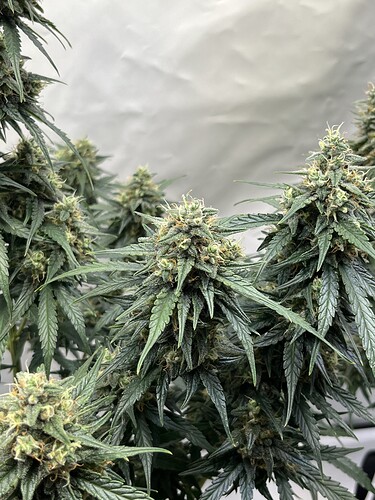 Growreport Bild 5
