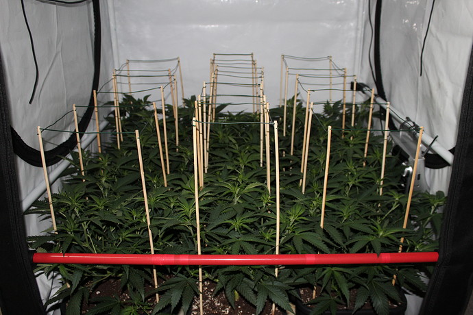 Growreport Bild 7