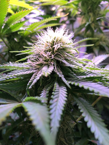 Growreport Bild 35