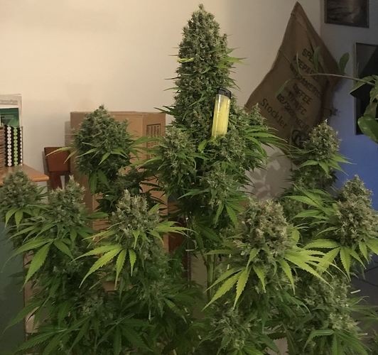 Growreport Bild 27