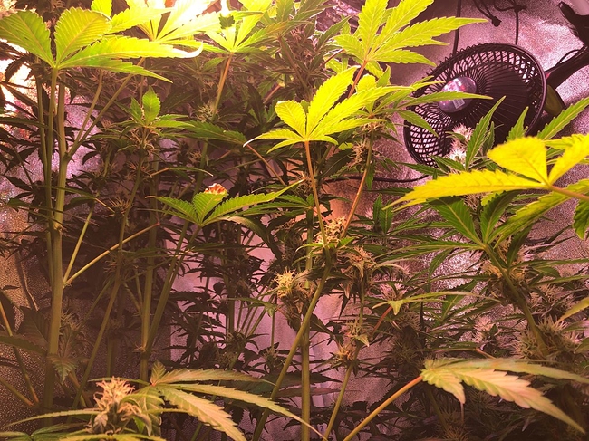 Growreport Bild 41